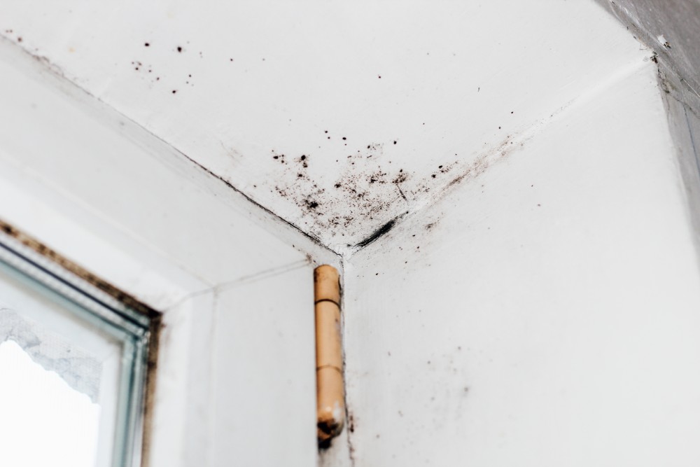 Ein geschwärzter, blühender Pilz in der Ecke des Fensters.